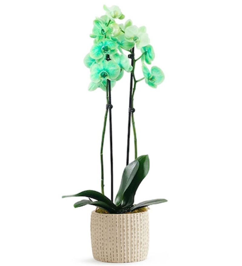 Good Green Orkide Yeşil