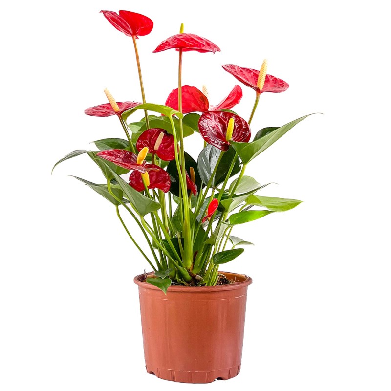 Antoryum Çiçeği (Anthurium) Ruby