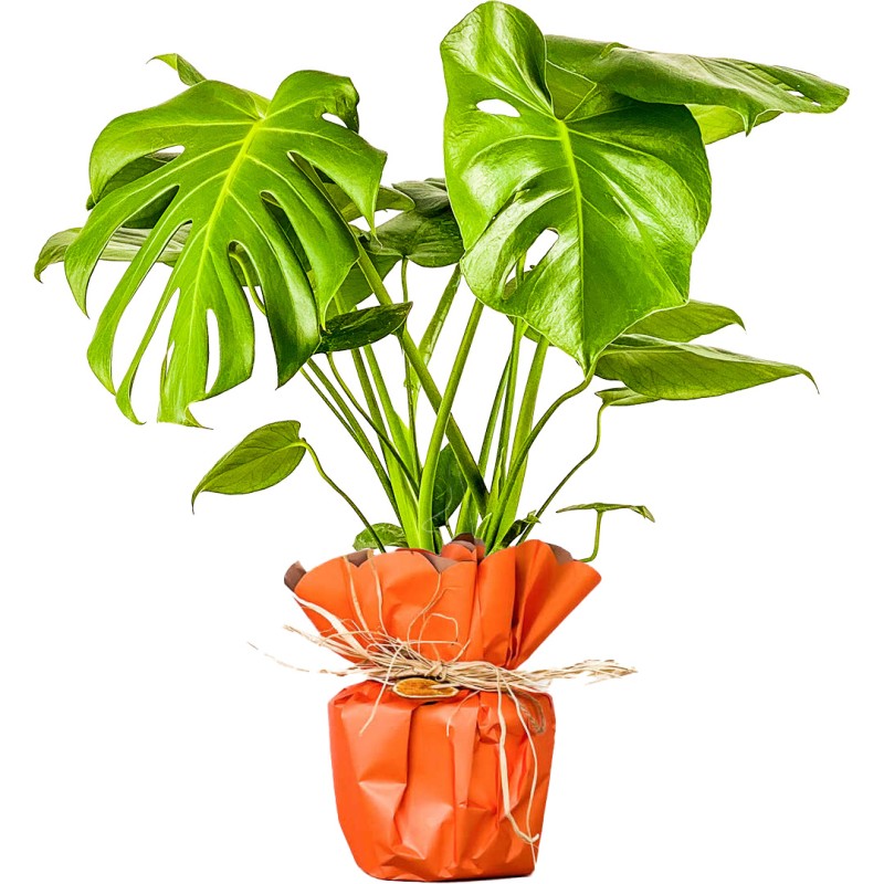 Deve Tabanı (Monstera Deliciosa) Hediye Paketli