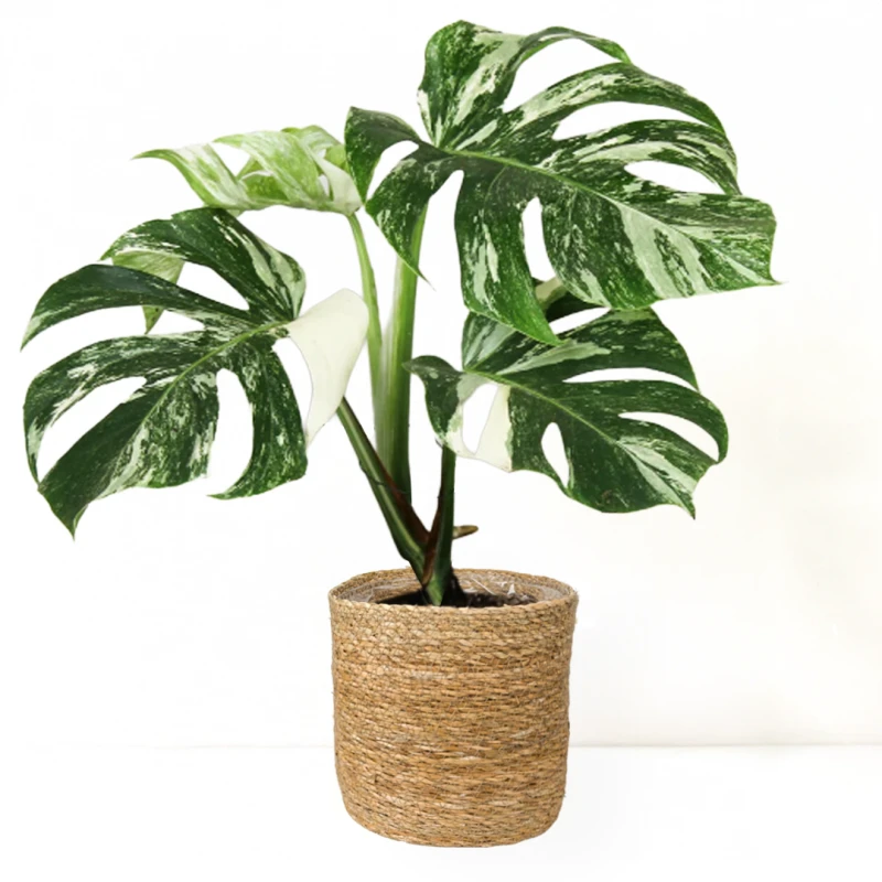 Deve Tabanı (Monstera Deliciosa Albino Variegata) Roly Hasır Saksılı