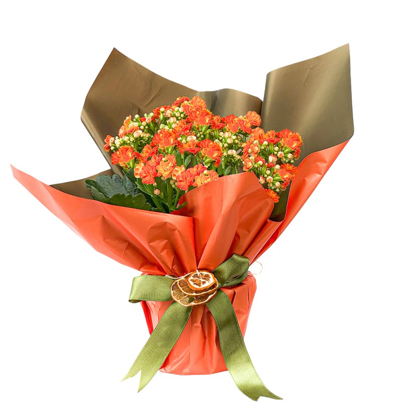 Turuncu Kalanşo (Kalanchoe) Hediye Paketli