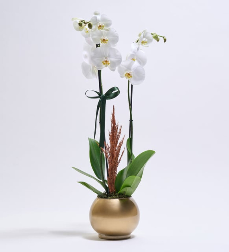 Altın Renkli Akvaryum Saksıda Beyaz Çiftli Orkide