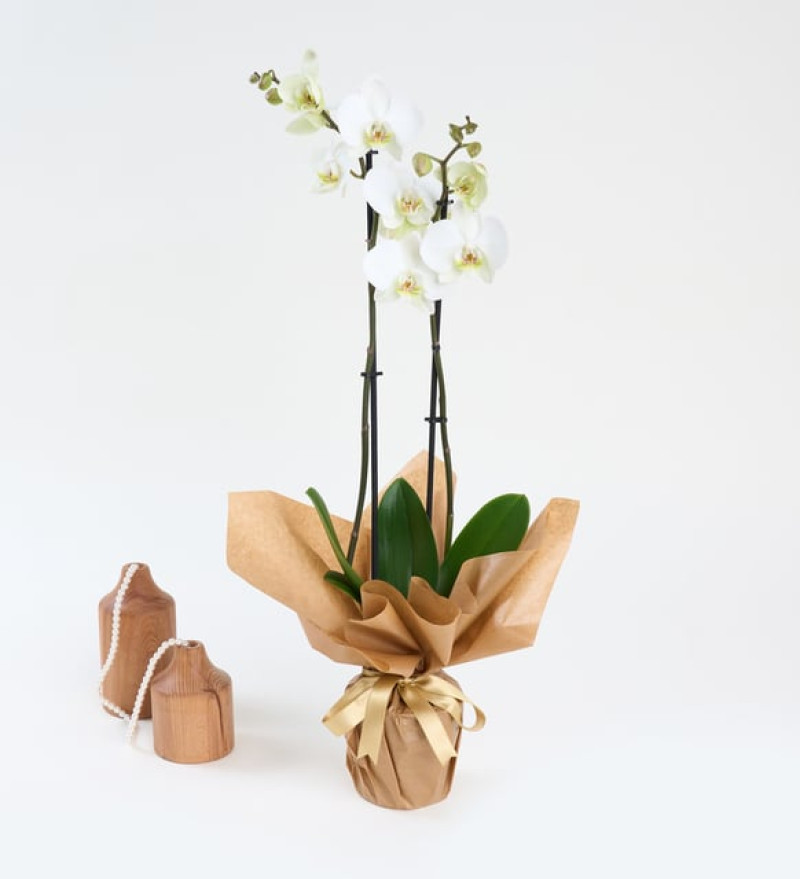 Kurdeleli Kraft Saksıda Beyaz Çiftli Orkide