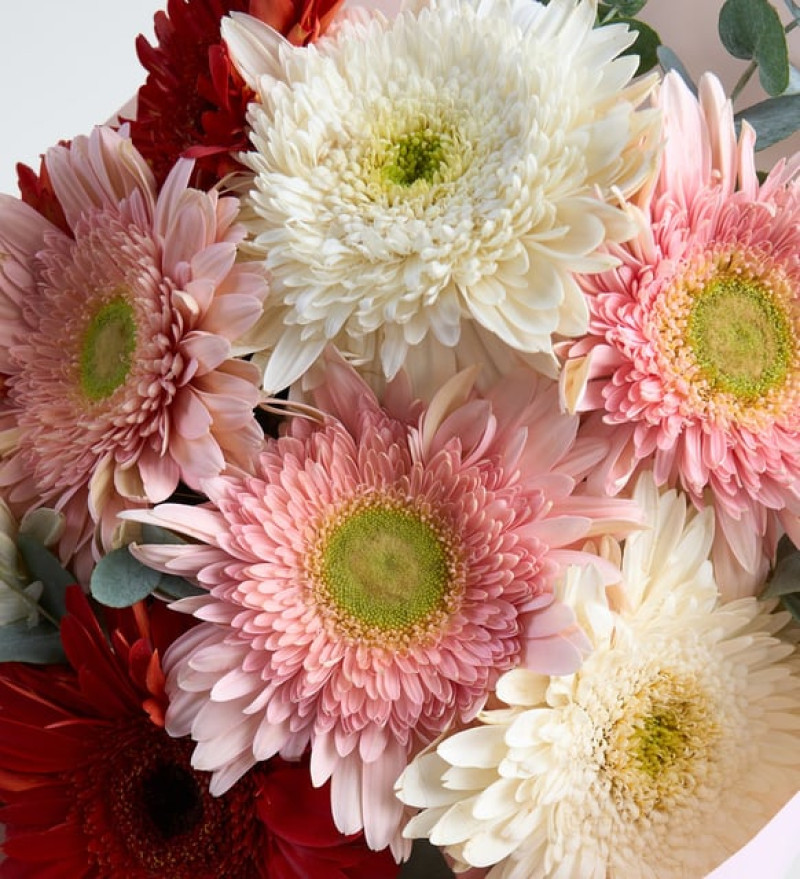 Pudra Bukette Kırmızı Pembe ve Beyaz Gerberalar